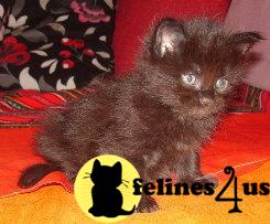nelinda Picture 3